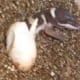 Hatchling half way out.