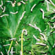 silkworms