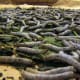 silkworms