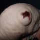 A large abscess formed on the body of a furless rat.