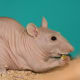 Abscesses are common in furless rats.
