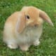 bunny-breed-guide-mini-lop-rabbits