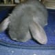 bunny-breed-guide-mini-lop-rabbits