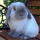 bunny-breed-guide-mini-lop-rabbits
