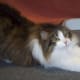 Coat Pattern: Mackerel Tabby and White | Breed: Siberian