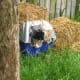 Even simple cat shelters—such as this one made out of an old, covered litter box and lined with Mylar—can be big in helping outdoor cats make it through winter.