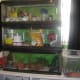 Incubation supplies in middle cage, other supplies in top. Male pet leopard gecko in bottom cage. Juvenile gargoyle gecko to right.