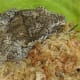 Retic. Gargoyle Gecko