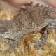 Retic Gargoyle Gecko
