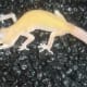 RAPTOR leopard gecko