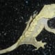 Cream Harlequin Crested Gecko