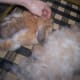 long-haired-bunny-care-guide-the-great-bunny-moult--what-to-do-when-all-your-rabbits-fur-falls-out