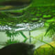 Male Paradise fish guarding its bubble nest. Copyright I. Ramjohn
