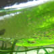 Bubble nest on the underside of a leaf. Copyright I. Ramjohn