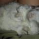 Chiko showing a lack of energy. He was given two shots the day before to help boost his immune system, but died the following morning after I had been up with him all night.