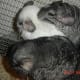 My boys Cheech, Chong, and Chiko (in need of a bath).