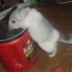 common-chinchilla-ailments