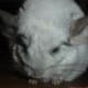 Chiko: August 31, 2007. Please excuse his dirty face. I was giving him syrup to boost his energy.