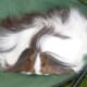 Sheltie or Silkie: notice hair only grows backwards
