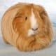 Sheltie