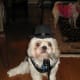 grooming-your-shih-tzu-simple-ways-to-keep-your-dog-clean