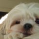 grooming-your-shih-tzu-simple-ways-to-keep-your-dog-clean