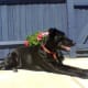 Ebony sunbathing