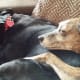 Tigger gives Ebony a cuddle