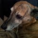 My lovely Lurcher boy Tigger
