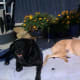 Ebony and Amber relax and enjoy the sunshine