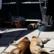 Tigger and Amber pretending to be conjoined twins whilst sunbathing on the patio