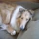 My Collie