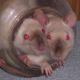 Himilayan rats.