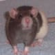 Standard blue vari-hood rat.