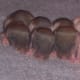 Week old rat pups.