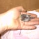 Our sparrow at 7 days