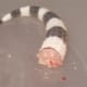 A Dropped Tail