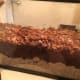 Having several inches of substrate will allow the crabs plenty of room to bury themselves.