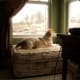 No matter how pathetic it may be, keep the dog inside as much as you can Flickr Image by simplycute becka