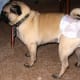 Buy Doggie Diapers Flicker Image by Dance Party Duo