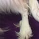 This dog has a rear dewclaw that, unusually, is a bone digit.
