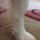 A Sheltie's dewclaw. It can be harder to see the claw on long-haired breeds