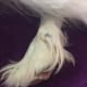 Rear dewclaws will require regularly trimming, as they do not wear down naturally