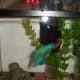 A healthy male beta fish Beta fish may be kept with bottom feeders such a snails or fast small fish that don't have flowing tails.