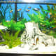This is our current tank. Residents include plattys (red with black fins), neon tetras, guppies, a very large chocolate albino plecostomus, two corydoras catfish and two apple snails.