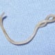 Roundworm