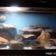 how-to-set-up-a-leopard-gecko-tank