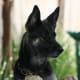 working-german-shepherds-as-pets-and-companions