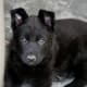 working-german-shepherds-as-pets-and-companions
