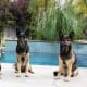 working-german-shepherds-as-pets-and-companions